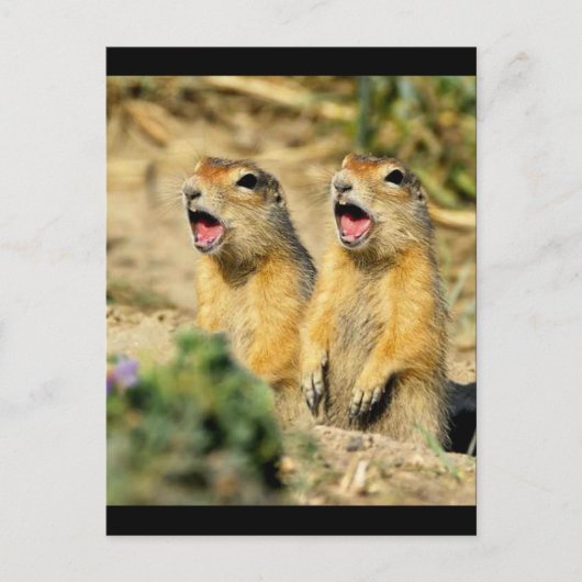 Prairie Dogs singen Postkarte (Vorderseite)