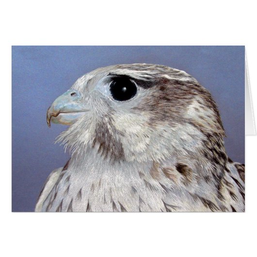 Prairie Falcon (Vorderseite (Horizontal))