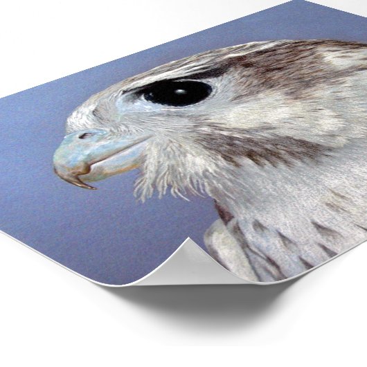 Prairie Falcon Poster (Ecke)