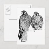 Prairie Falcons Postkarte (Vorne/Hinten)