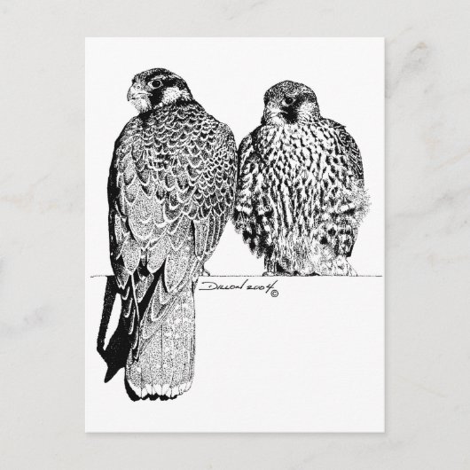 Prairie Falcons Postkarte (Vorderseite)