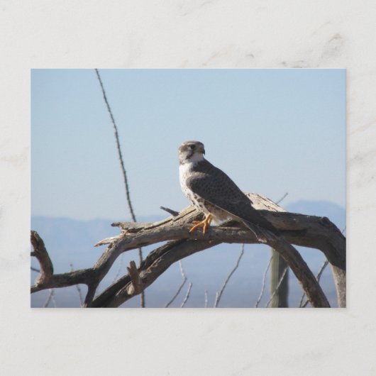 Prairie Hawk Postcard Postkarte (Vorderseite)
