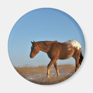 Prairie Horse Magnet