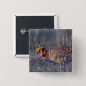 Prairie-Huhn, Tympanuchus Button (Vorne & Hinten)