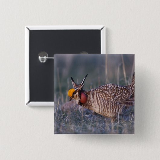 Prairie-Huhn, Tympanuchus Button (Vorne & Hinten)