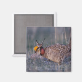 Prairie-Huhn, Tympanuchus Magnet (Vorderseite/Rückseite)