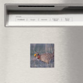 Prairie-Huhn, Tympanuchus Magnet (In Situ (Geschirrspüler))