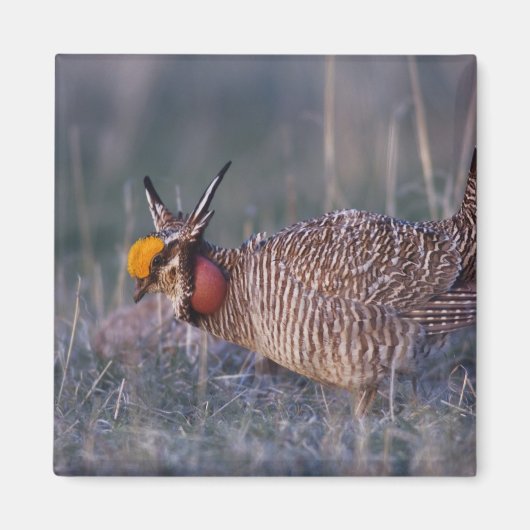 Prairie-Huhn, Tympanuchus Magnet (Vorne)