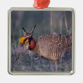 Prairie-Huhn, Tympanuchus Ornament Aus Metall (Vorne)