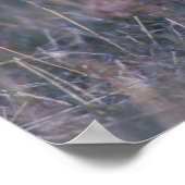 Prairie-Huhn, Tympanuchus Poster (Ecke)