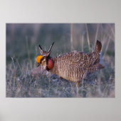 Prairie-Huhn, Tympanuchus Poster (Vorne)