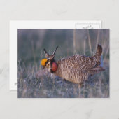 Prairie-Huhn, Tympanuchus Postkarte (Vorne/Hinten)