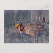 Prairie-Huhn, Tympanuchus Postkarte (Vorderseite)