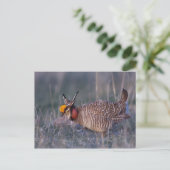 Prairie-Huhn, Tympanuchus Postkarte (Stehend Vorderseite)