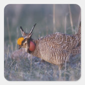 Prairie-Huhn, Tympanuchus Quadratischer Aufkleber (Vorderseite)