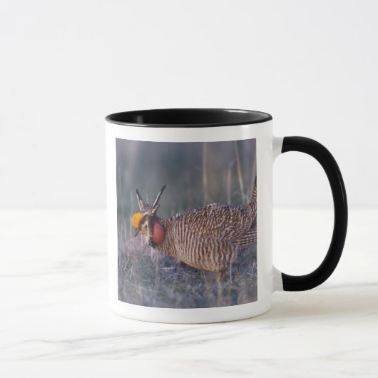 Prairie-Huhn, Tympanuchus Tasse (Rechts)