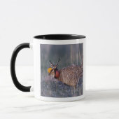 Prairie-Huhn, Tympanuchus Tasse (Links)