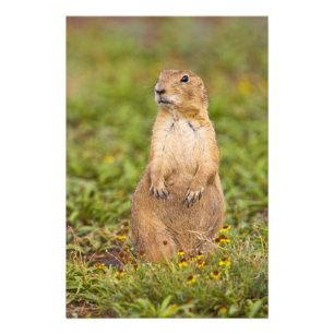 Prairie Hund Cynomys Fotodruck