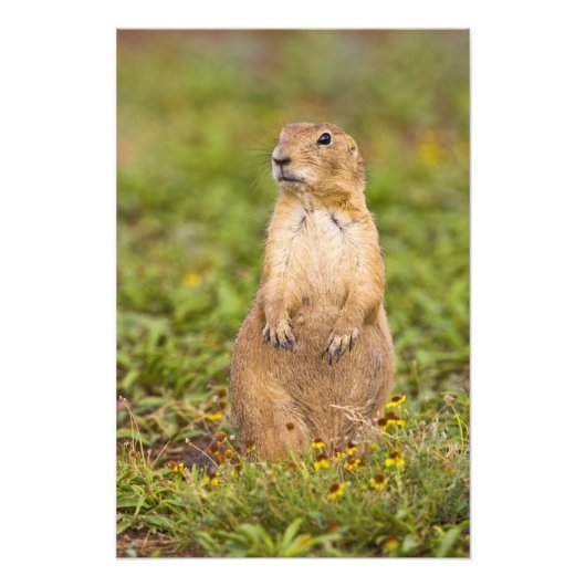 Prairie Hund Cynomys Fotodruck (Vorne)