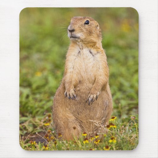 Prairie Hund Cynomys Mousepad (Vorne)