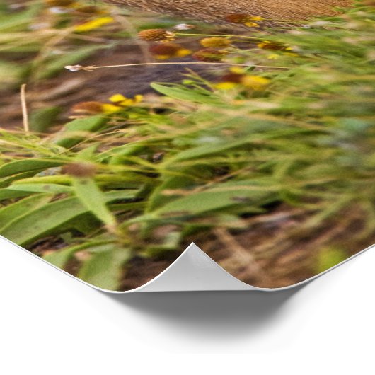 Prairie Hund Cynomys Poster (Ecke)