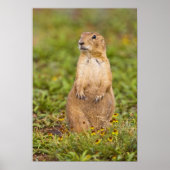 Prairie Hund Cynomys Poster (Vorne)