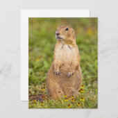 Prairie Hund Cynomys Postkarte (Vorne/Hinten)
