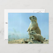 Prairie Hund Mutter und Baby Postkarte (Vorne/Hinten)