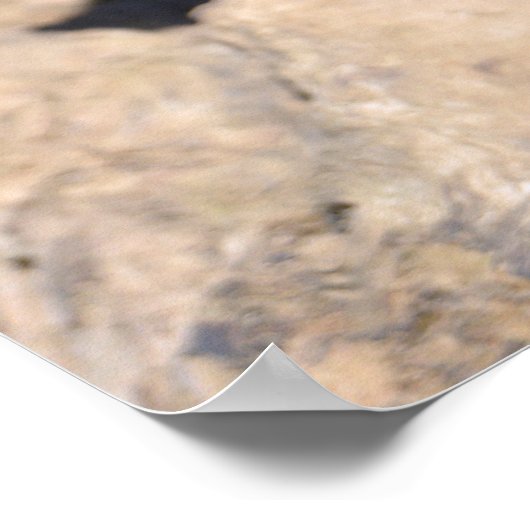 Prairie-Hund Poster (Ecke)