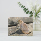 Prairie-Hund Postkarte (Stehend Vorderseite)