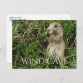 Prairie Hund Stehend in Gras, Eating, WIund Höhle Postkarte (Vorne/Hinten)