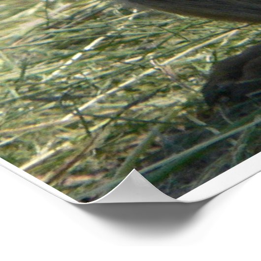 PRAIRIE HUNDE, DIE MITTAG POSTER (Ecke)