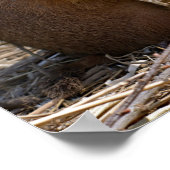 Prairie-Hunde Poster (Ecke)