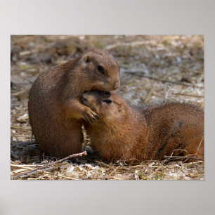 Prairie-Hunde Poster