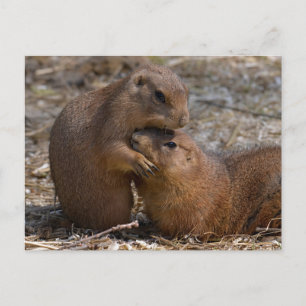 Prairie-Hunde Postkarte