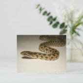 Prairie King Snake Postkarte (Stehend Vorderseite)