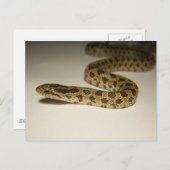 Prairie King Snake Postkarte (Vorne/Hinten)