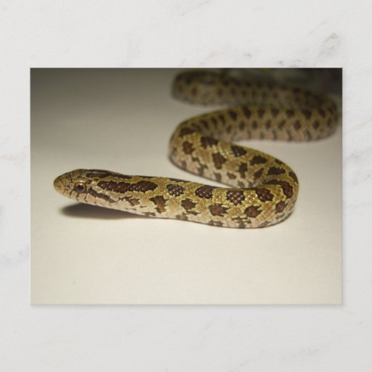 Prairie King Snake Postkarte (Vorderseite)