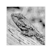 Prairie Lizard Permastempel (Design)