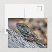 Prairie Lizard Postkarte (Vorne/Hinten)