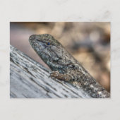 Prairie Lizard Postkarte (Vorderseite)
