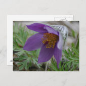 Prairie Pasque North South Dakota Staat Blume Postkarte (Vorne/Hinten)