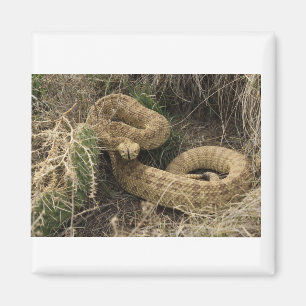 Prairie rattlesnake mit Kakteen Magnet