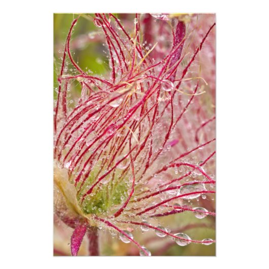 Prairie Smoke im Regen am Theodore Fotodruck (Vorne)