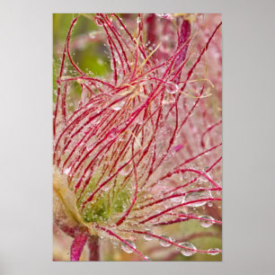 Prairie Smoke im Regen am Theodore Poster