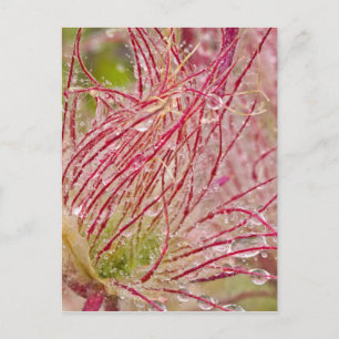 Prairie Smoke im Regen am Theodore Postkarte