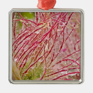 Prairie Smoke im Regen bei Theodore Silbernes Ornament