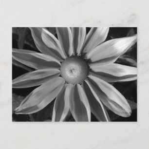 Prairie Sun Rudbeckia B&W Postkarte
