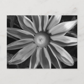 Prairie Sun Rudbeckia B&W Postkarte