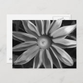 Prairie Sun Rudbeckia B&W Postkarte (Vorne/Hinten)